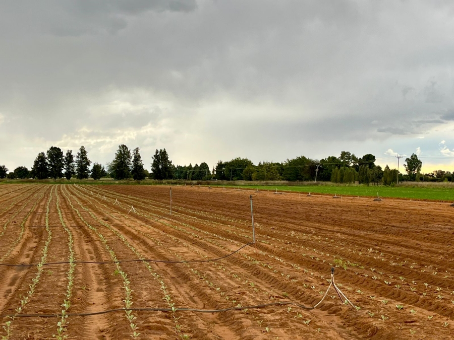 4 Bedroom Property for Sale in Bainsvlei Free State